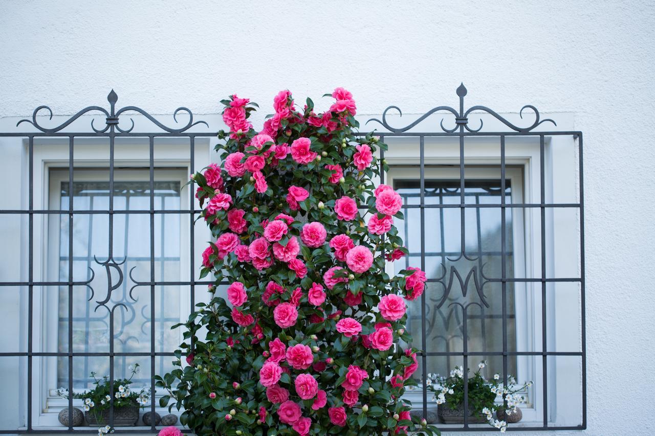 Hotel & Residence Rebhof Tirolo Dış mekan fotoğraf